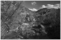 Wash, Badger Springs Canyon. Agua Fria National Monument, Arizona, USA ( black and white)