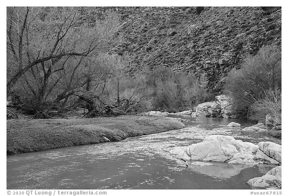 Early spring along Agua Fria River. Agua Fria National Monument, Arizona, USA (black and white)