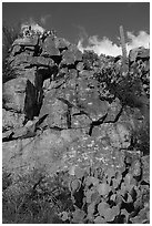 Rock art site, Badger Springs Canyon. Agua Fria National Monument, Arizona, USA ( black and white)