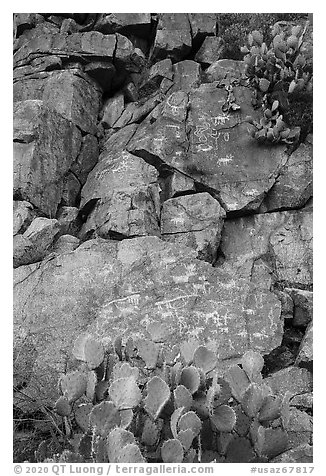 Cacti and petroglyphs, Badger Springs Canyon. Agua Fria National Monument, Arizona, USA (black and white)