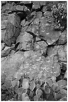 Cacti and petroglyphs, Badger Springs Canyon. Agua Fria National Monument, Arizona, USA ( black and white)
