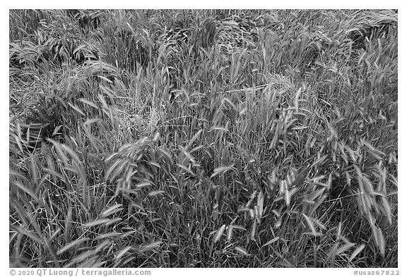 Grasses, Badger Springs Canyon. Agua Fria National Monument, Arizona, USA (black and white)