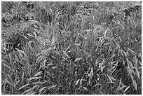 Grasses, Badger Springs Canyon. Agua Fria National Monument, Arizona, USA ( black and white)