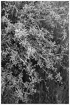 Shrubs in bloom. Agua Fria National Monument, Arizona, USA ( black and white)