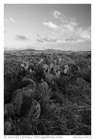 Rocks and cactus. Agua Fria National Monument, Arizona, USA (black and white)