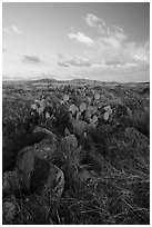 Rocks and cactus. Agua Fria National Monument, Arizona, USA ( black and white)