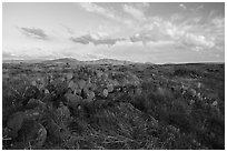 Flats with rock and cacti. Agua Fria National Monument, Arizona, USA ( black and white)