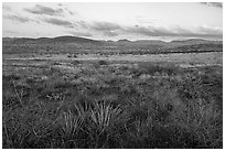 Desert grassland at sunset. Agua Fria National Monument, Arizona, USA ( black and white)