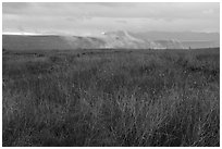 Tall grasses, spring wildflowers with foggy canyon. Agua Fria National Monument, Arizona, USA ( black and white)