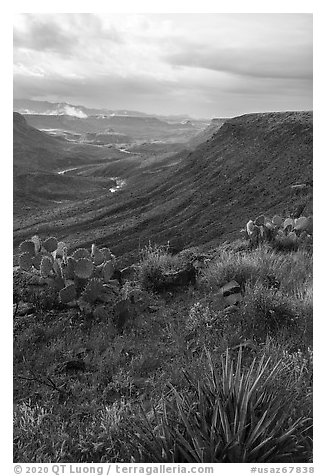 Desert vegetation on rim of Agua Fria Canyon. Agua Fria National Monument, Arizona, USA (black and white)