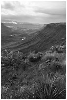 Desert vegetation on rim of Agua Fria Canyon. Agua Fria National Monument, Arizona, USA ( black and white)