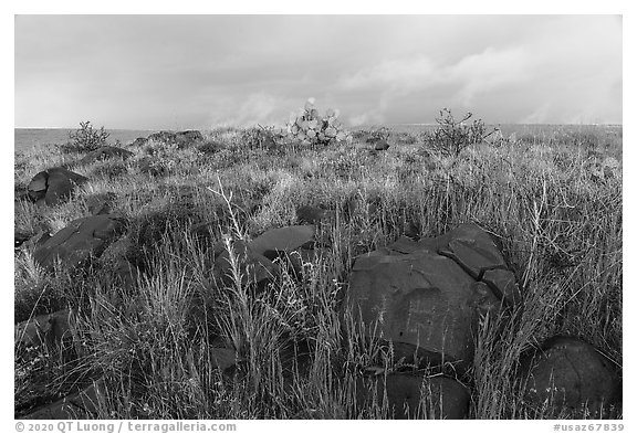 Basalt rocks and tall grasses. Agua Fria National Monument, Arizona, USA (black and white)