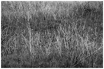 Close up of blooms and grasses. Agua Fria National Monument, Arizona, USA ( black and white)