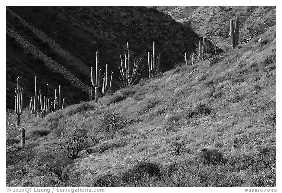 Saguaro cacti on slope with spring wildflowers, Tonto National Monument. Tonto Naftional Monument, Arizona, USA (black and white)