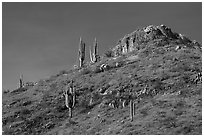 Saugaro cacti, wildflowers, and rock outcrop, Tonto National Monument. Tonto Naftional Monument, Arizona, USA ( black and white)