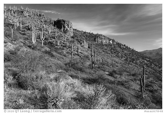 Saugaro cacti and rock outcrop, Tonto National Monument. Tonto Naftional Monument, Arizona, USA (black and white)