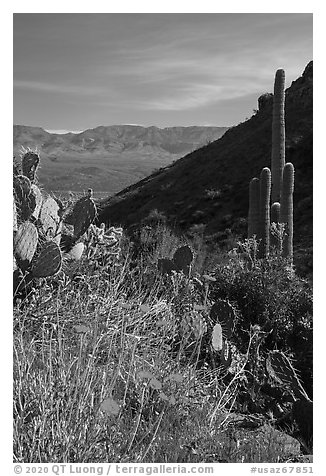 Wildflowers and cacti, Tonto National Monument. Tonto Naftional Monument, Arizona, USA (black and white)
