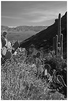 Wildflowers and cacti, Tonto National Monument. Tonto Naftional Monument, Arizona, USA ( black and white)