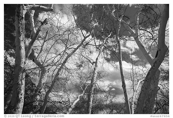 Sycamore trees, Montezuma Castle National Monument. Arizona, USA (black and white)