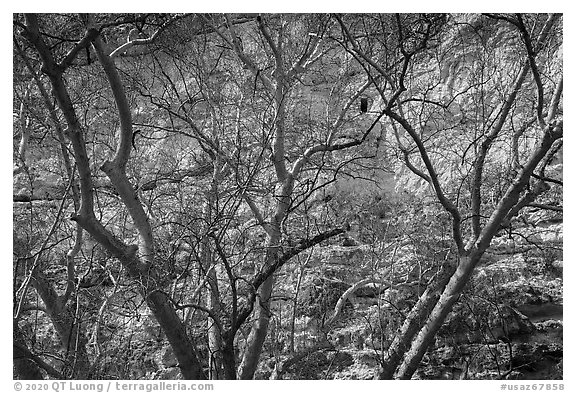 High cliff dwelling seen through bare branches, Montezuma Castle National Monument. Arizona, USA (black and white)