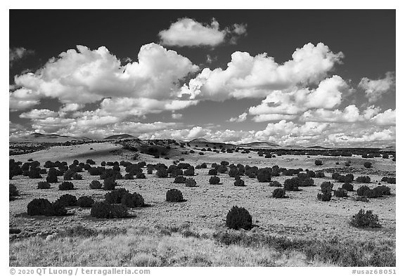 Desert grassland with juniper trees. Wupatki National Monument, Arizona, USA (black and white)