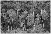 Aspen in early autumn, Betatakin canyon. Navajo National Monument, Arizona, USA ( black and white)