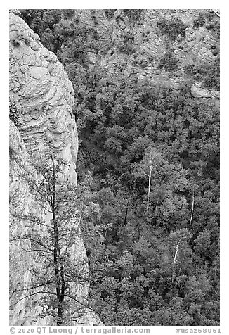 Cliff and aspen. Navajo National Monument, Arizona, USA (black and white)