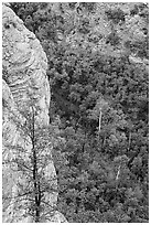 Cliff and aspen. Navajo National Monument, Arizona, USA ( black and white)