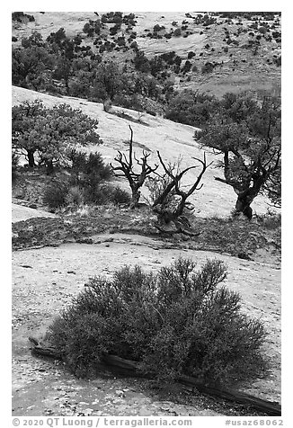 Juniper and sandstone. Navajo National Monument, Arizona, USA (black and white)