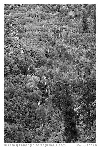 Aspen and conifer on Betatakin Canyon floor. Navajo National Monument, Arizona, USA (black and white)