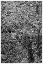 Aspen and conifer on Betatakin Canyon floor. Navajo National Monument, Arizona, USA ( black and white)