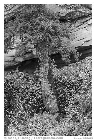 Flowers, pine, and sandstone. Navajo National Monument, Arizona, USA (black and white)