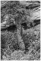 Flowers, pine, and sandstone. Navajo National Monument, Arizona, USA ( black and white)