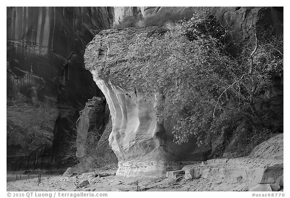 Tree in Paria Canyon. Vermilion Cliffs National Monument, Arizona, USA (black and white)
