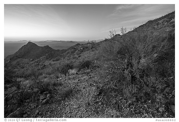 Palo Verde on slopes of Waterman Mountains at dawn. Ironwood Forest National Monument, Arizona, USA