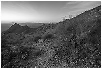 Palo Verde on slopes of Waterman Mountains at dawn. Ironwood Forest National Monument, Arizona, USA ( black and white)