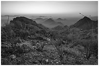 Ocotillo and desert peaks from Waterman Mountains at dawn. Ironwood Forest National Monument, Arizona, USA ( black and white)