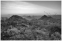 Ocotillo and desert peaks from Waterman Mountains at sunrise. Ironwood Forest National Monument, Arizona, USA ( black and white)