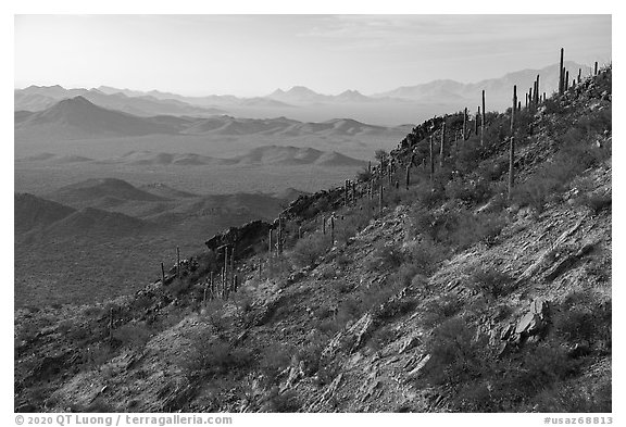 Slope with cactus, Waterman Peak. Ironwood Forest National Monument, Arizona, USA (black and white)