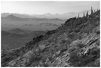 Slope with cactus, Waterman Peak. Ironwood Forest National Monument, Arizona, USA ( black and white)