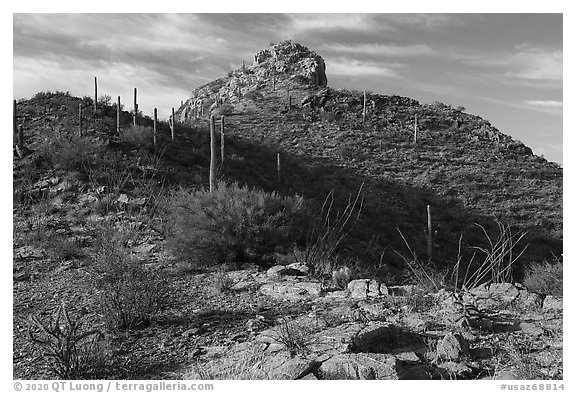 Waterman Peak. Ironwood Forest National Monument, Arizona, USA (black and white)