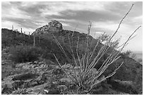 Ocotillo and Waterman Peak. Ironwood Forest National Monument, Arizona, USA ( black and white)