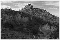 Palo Verde and Waterman Peak. Ironwood Forest National Monument, Arizona, USA ( black and white)