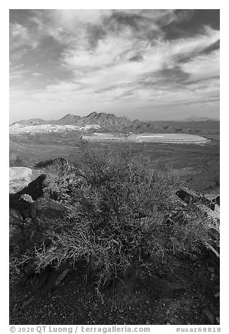 Palo Verde, Silver Bell Mine and Silver Bell Peak. Ironwood Forest National Monument, Arizona, USA (black and white)