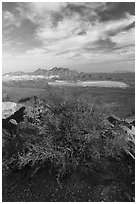 Palo Verde, Silver Bell Mine and Silver Bell Peak. Ironwood Forest National Monument, Arizona, USA ( black and white)