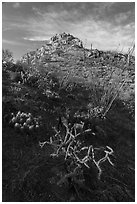 Desert plants and Waterman Peak. Ironwood Forest National Monument, Arizona, USA ( black and white)