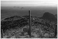 Saguaro cactus and plain from Waterman Peak. Ironwood Forest National Monument, Arizona, USA ( black and white)