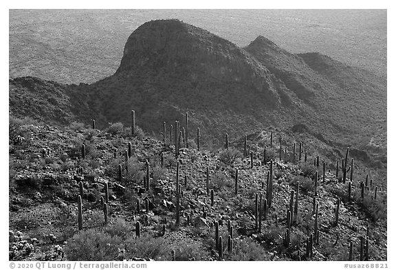 Cactus on Waterman Peak. Ironwood Forest National Monument, Arizona, USA (black and white)