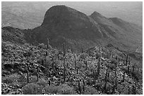 Cactus on Waterman Peak. Ironwood Forest National Monument, Arizona, USA ( black and white)