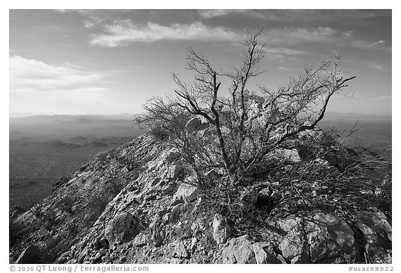 Palo Verde on Waterman Peak summit. Ironwood Forest National Monument, Arizona, USA (black and white)